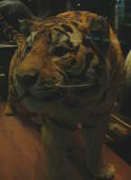  19-Tra la tra la the tiger.jpg 